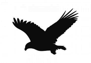picture of eagle1
