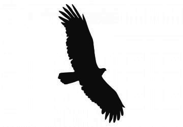 picture of eagle3