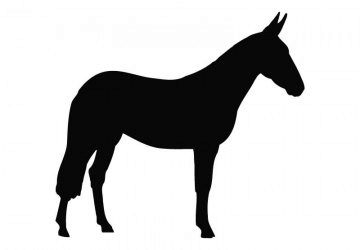picture of Horse11