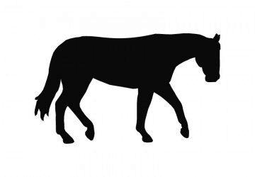 picture of Horse7