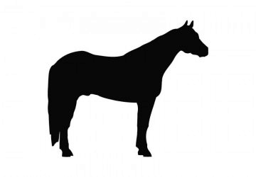 picture of Horse8